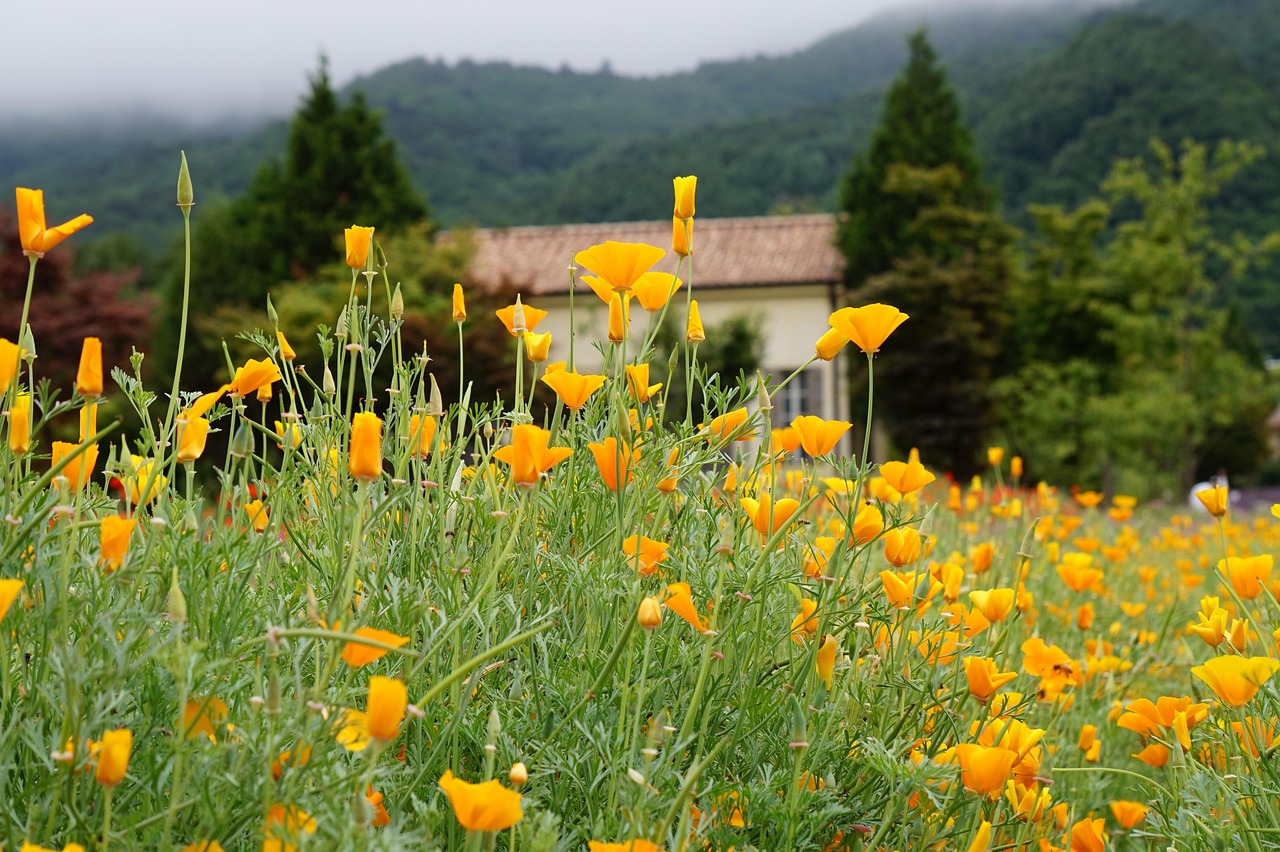 香烟是否会对雌性激素的水平产生影响?